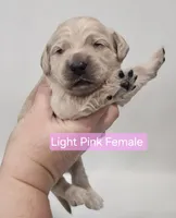 Mini Golden Retriever - Ms. Pink, a female Golden Retriever for sale in Mocksville, NC – Photo 2 of 10