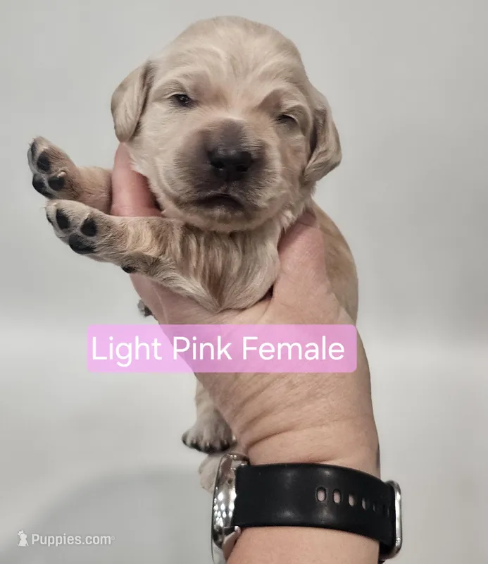 Mini Golden Retriever - Ms. Pink – Golden Retriever puppy for sale in Mocksville, NC