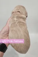 Mini Golden Retriever - Ms. Pink, a female Golden Retriever for sale in Mocksville, NC – Photo 8 of 10