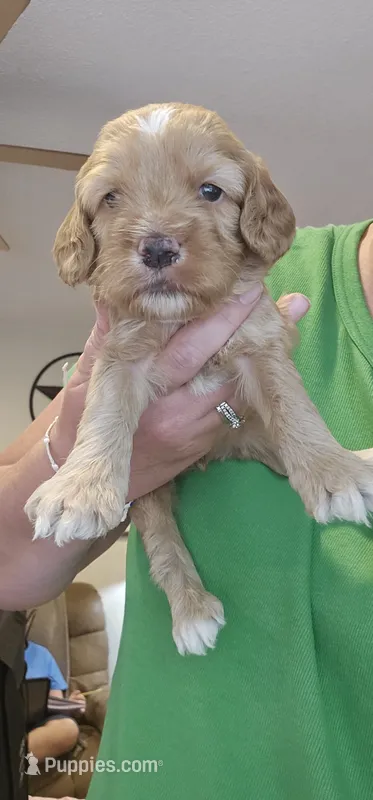 Green Male – Cockapoo puppy for sale in Mocksville, NC