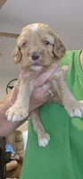 Green Male, a male Cockapoo for sale in Mocksville, NC – 1 of 2