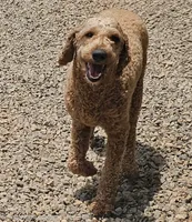 Reba, a female Goldendoodle for sale in Mocksville, NC – 4 of 4