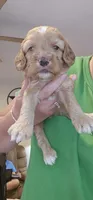 Green Male, a male Cockapoo for sale in Mocksville, NC – 2 of 2