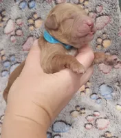Blue Collar Male, a male Goldendoodle for sale in Mocksville, NC – 7 of 9