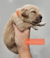 Orange Collar Female , a female Golden Retriever for sale in Mocksville, NC – 2 of 10
