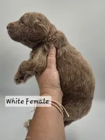 White Female , a female Goldendoodle for sale in Mocksville, NC – 7 of 8