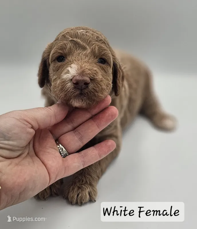 White Female  – Goldendoodle puppy for sale in Mocksville, NC