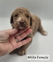 White Female , a female Goldendoodle for sale in Mocksville, NC – 1 of 8