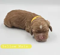 Yellow Male, a male Cockapoo for sale in Mocksville, NC – 3 of 5
