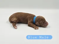 Blue Male, a male Cockapoo for sale in Mocksville, NC – 2 of 4