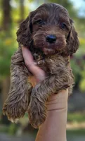 Quinn - Red Collar Male, a male Cockapoo for sale in Mocksville, NC – 6 of 7