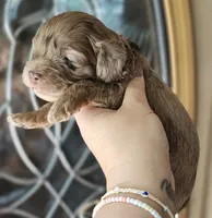 CKC Chocolate Merle Male, a male Cockapoo for sale in Clemmons, NC – 2 of 9