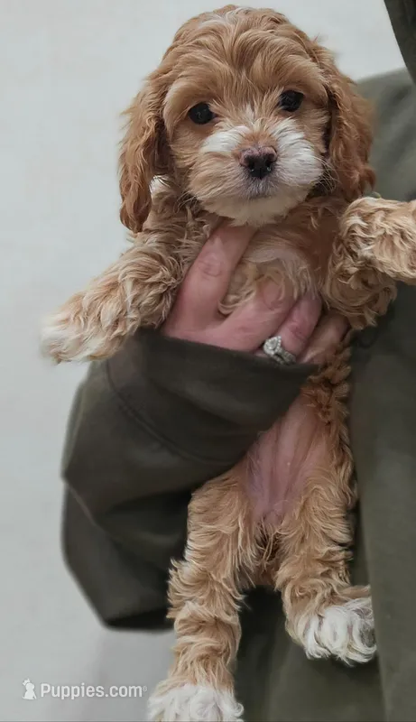 Prissy – Cockapoo puppy for sale in Mocksville, NC