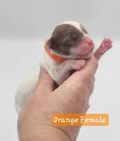 Orange Collar Female , a female Cockapoo for sale in Mocksville, NC – 5 of 8