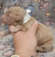 White Collar Female , a female Goldendoodle for sale in Mocksville, NC – 6 of 10