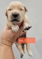Orange Collar Female , a female Golden Retriever for sale in Mocksville, NC – 5 of 10