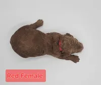 Red Female , a female Goldendoodle for sale in Mocksville, NC – 2 of 10