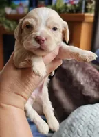 Red Female, a female Cockapoo for sale in Mocksville, NC – 3 of 10
