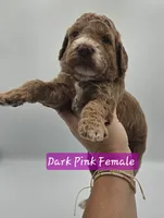 Dark Pink Female , a female Goldendoodle for sale in Mocksville, NC – 2 of 9