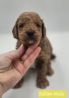 Yellow Male, a male Goldendoodle for sale in Mocksville, NC – 9 of 9
