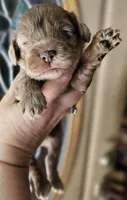 CKC Chocolate Merle Male, a male Cockapoo for sale in Clemmons, NC – 6 of 9