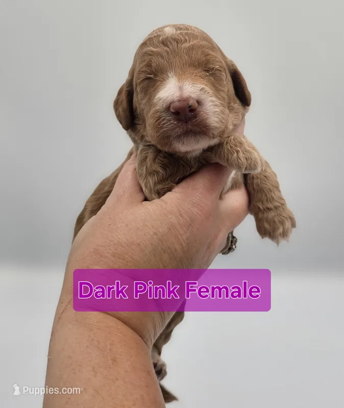 Dark Pink Female  – Goldendoodle puppy for sale in Mocksville, NC
