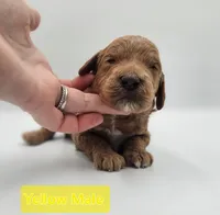 Yellow Male , a male Goldendoodle for sale in Mocksville, NC – 5 of 9