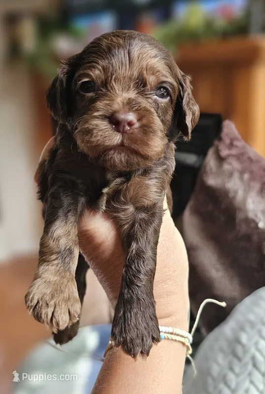 Purple Female – Cockapoo puppy for sale in Mocksville, NC