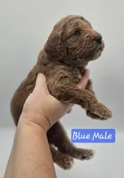 Blue Male, a male Goldendoodle for sale in Mocksville, NC – 5 of 8