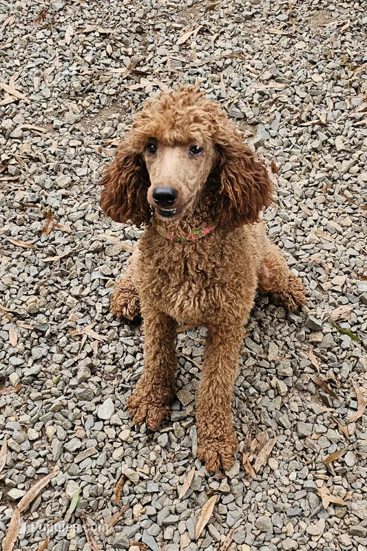 AKC MOYEN POODLE – Poodle - Miniature  puppy for sale in Mocksville, NC