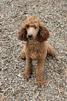 AKC MOYEN POODLE, a female Poodle - Miniature  for sale in Mocksville, NC – 1 of 2