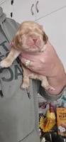 Blue Collar Male, a male Cocker Spaniel for sale in Mocksville, NC – 7 of 9