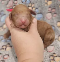 Red Collar Female, a female Goldendoodle for sale in Mocksville, NC – 8 of 9