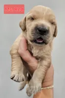 Red Collar Female, a female Golden Retriever for sale in Mocksville, NC – 6 of 10