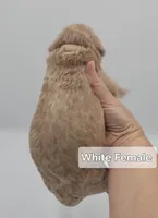 White Female , a female Goldendoodle for sale in Mocksville, NC – 5 of 10