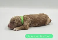 Green Male, a male Cockapoo for sale in Mocksville, NC – 3 of 4