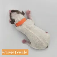 Orange Collar Female , a female Cockapoo for sale in Mocksville, NC – 4 of 8