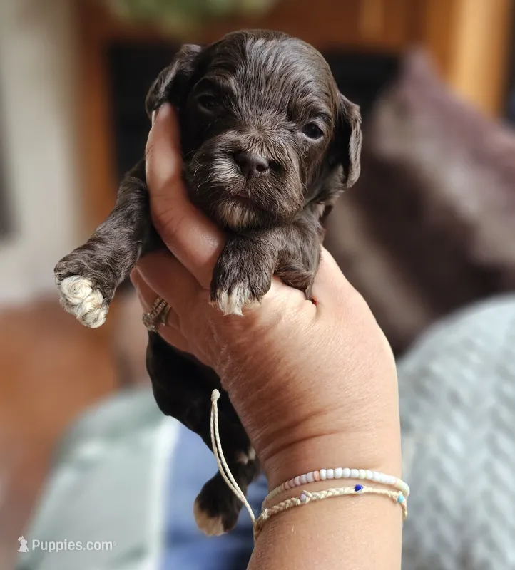 Green Male – Cockapoo puppy for sale in Mocksville, NC