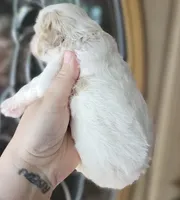 CKC White & Apricot Female , a female Cockapoo for sale in Clemmons, NC – 10 of 10