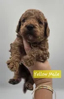 Yellow Male, a male Goldendoodle for sale in Mocksville, NC – 1 of 9