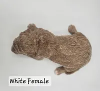 White Female , a female Goldendoodle for sale in Mocksville, NC – 5 of 8