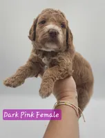 Dark Pink Female , a female Goldendoodle for sale in Mocksville, NC – 4 of 9