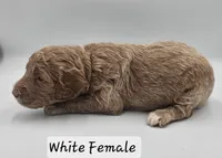 White Female , a female Goldendoodle for sale in Mocksville, NC – 2 of 8