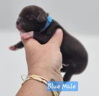Blue Collar Male , a male Cockapoo for sale in Mocksville, NC – 9 of 9