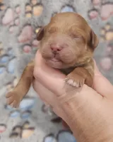 Yellow Collar Male, a male Goldendoodle for sale in Mocksville, NC – 9 of 10