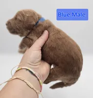 Blue Male , a male Goldendoodle for sale in Mocksville, NC – 3 of 9