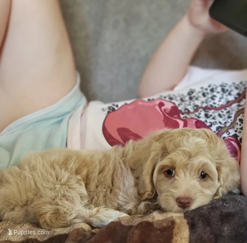 Pikachu  – Cockapoo puppy for sale in Mocksville, NC