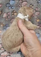 White Collar Female , a female Goldendoodle for sale in Mocksville, NC – 5 of 10