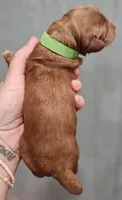 Green Collar Male, a male Cockapoo for sale in Clemmons, NC – 4 of 5