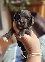 Green Male, a male Cockapoo for sale in Mocksville, NC – 2 of 10